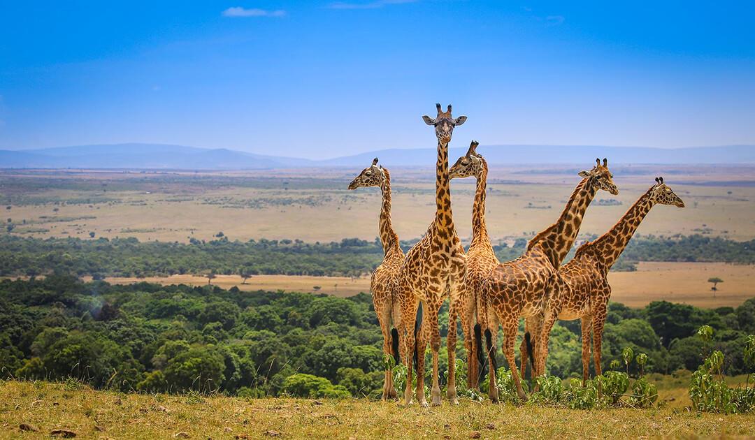 Du lịch Kenya, ngôi nhà của thế giới hoang dã | VIETRAVEL
