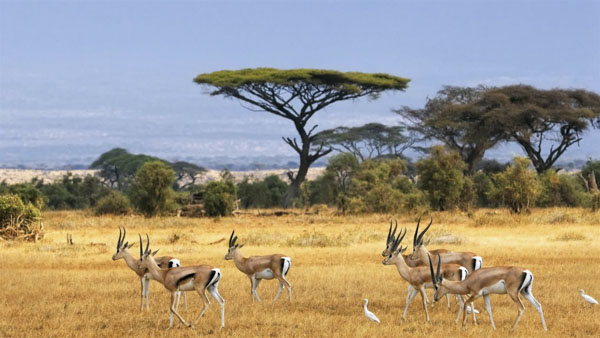 Thiên nhiên hoang dã ở Kenya - Báo Bà Rịa Vũng Tàu Online