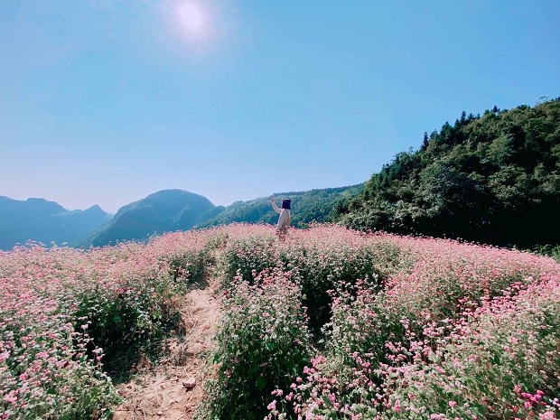 Hot] Ngắm hoa tam giác mạch ở đâu đẹp nhất 2022?